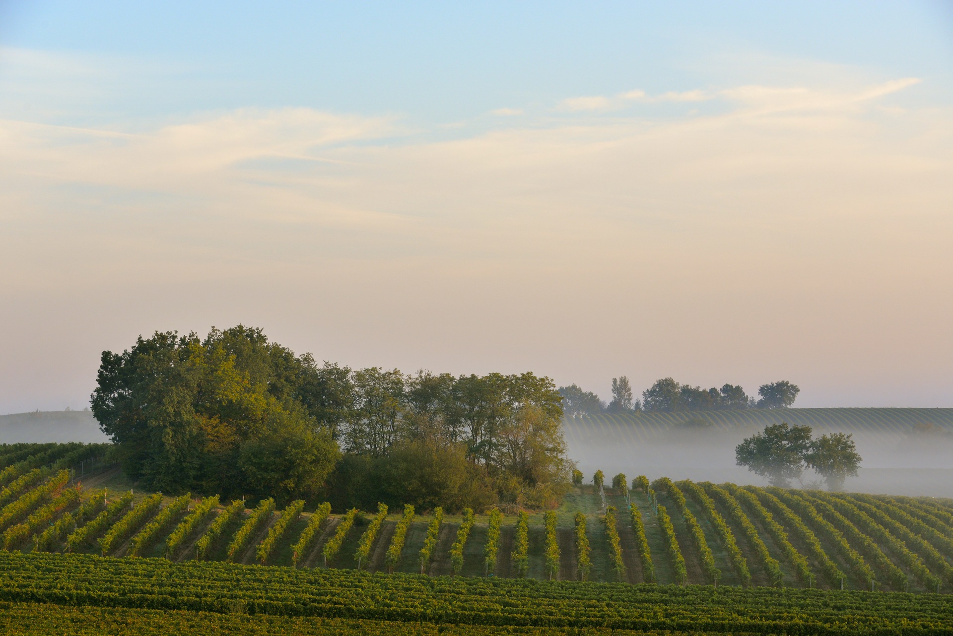113826paysage_avec_coteaux_et_brouillard_du_matin_6