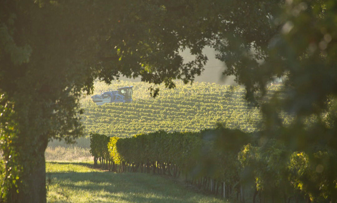 Vendanges 2022 cotes de gascognes