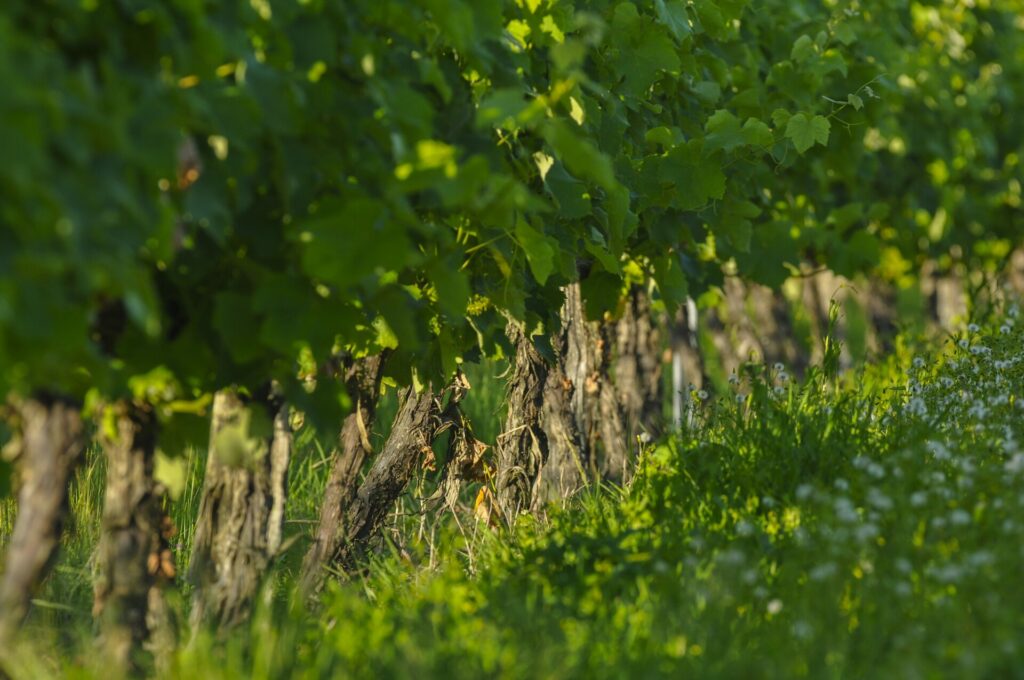 Paysage de gascogne avec des cèpes de vignes