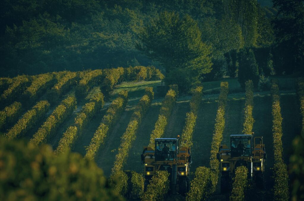 Vendanges dans les vignes du Gers, berceau des vins blancs Côtes de Gascogne.