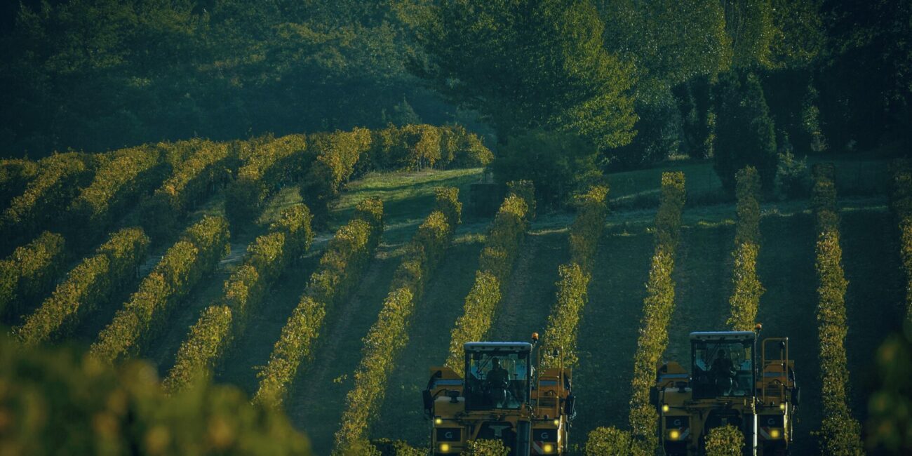 Vendanges dans les vignes du Gers, berceau des vins blancs Côtes de Gascogne.