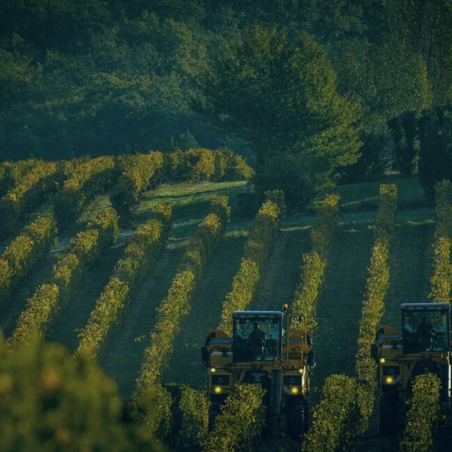 Vendanges dans les vignes du Gers, berceau des vins blancs Côtes de Gascogne.